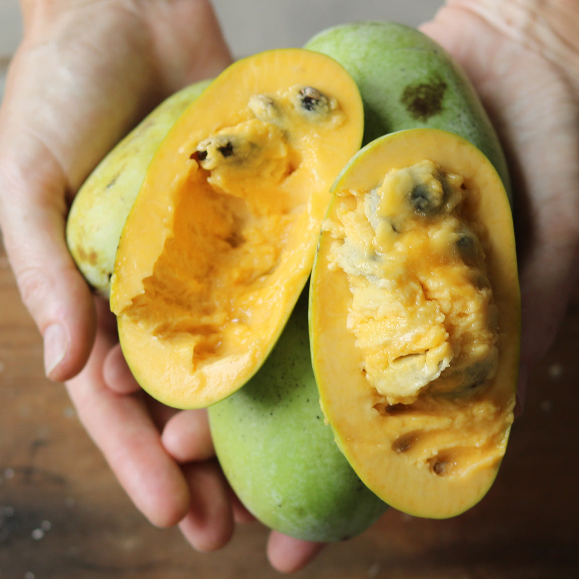American Pawpaw Live Plants Asimina Triloba Veliyathgardens american-pawpaw-live-plants-asimina-triloba-veliyathgardens