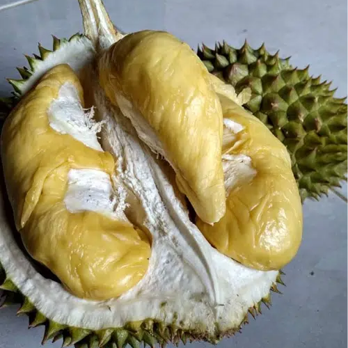 Petruk Durian Live Plant ( Durio zibethinus)