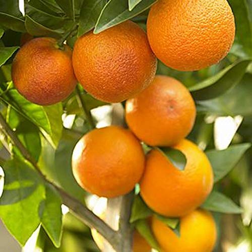 Pineapple Sweet Orange (Citrus sinensis) Live Fruit Plant