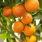 Pineapple Sweet Orange (Citrus sinensis) Live Fruit Plant