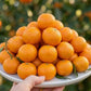 Pineapple Sweet Orange (Citrus sinensis) Live Fruit Plant