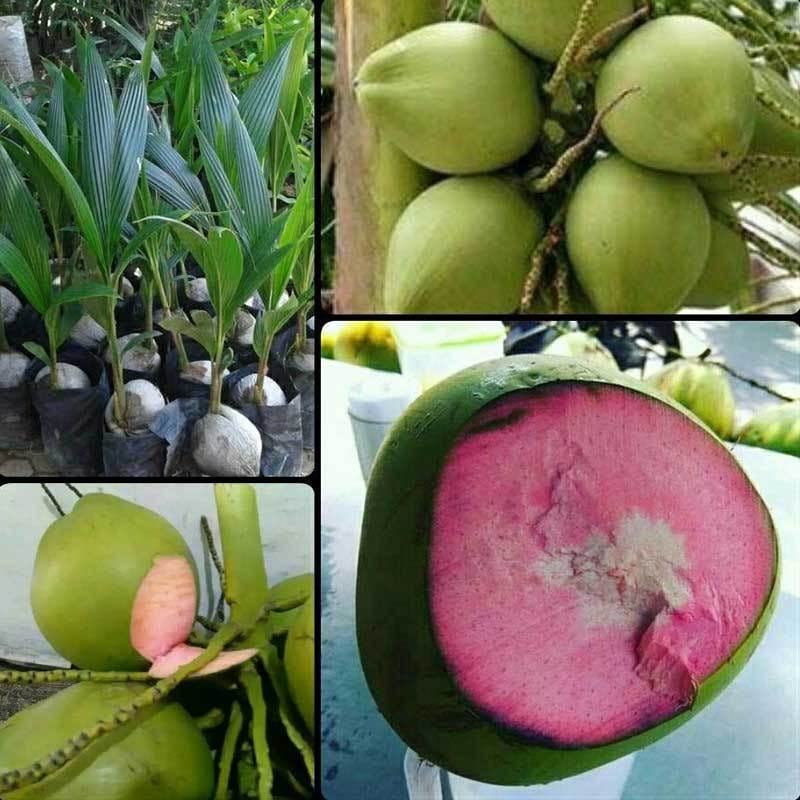 Pink Coconut Live Plant (Cocos nucifera )