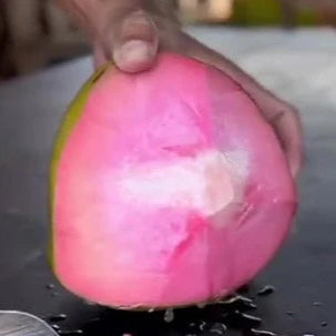 Pink Coconut Live Plant (Cocos nucifera )