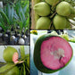Pink Coconut Live Plant (Cocos nucifera )