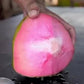 Pink Coconut Live Plant (Cocos nucifera )