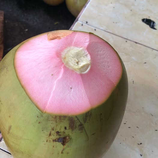 Pink Coconut Live Plant (Cocos nucifera )