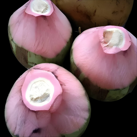 Pink Coconut Live Plant (Cocos nucifera )
