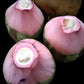 Pink Coconut Live Plant (Cocos nucifera )