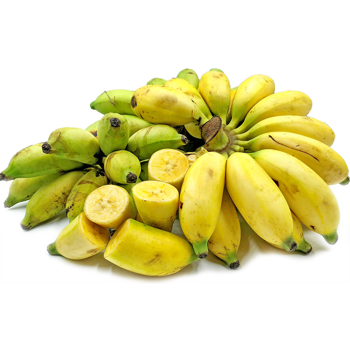 Thousand Fingers Bananas (Musa Pisang Seribu)