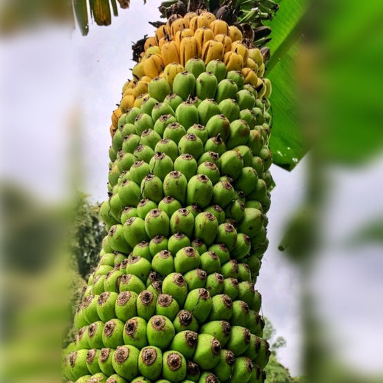 Thousand Fingers Bananas (Musa Pisang Seribu)