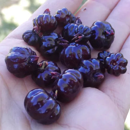 Black Junin Pitanga Live Plant ( Eugenia sp)