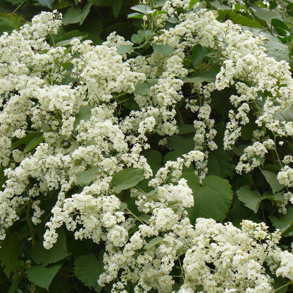 Manimulla  Live Plant (Porana paniculata)