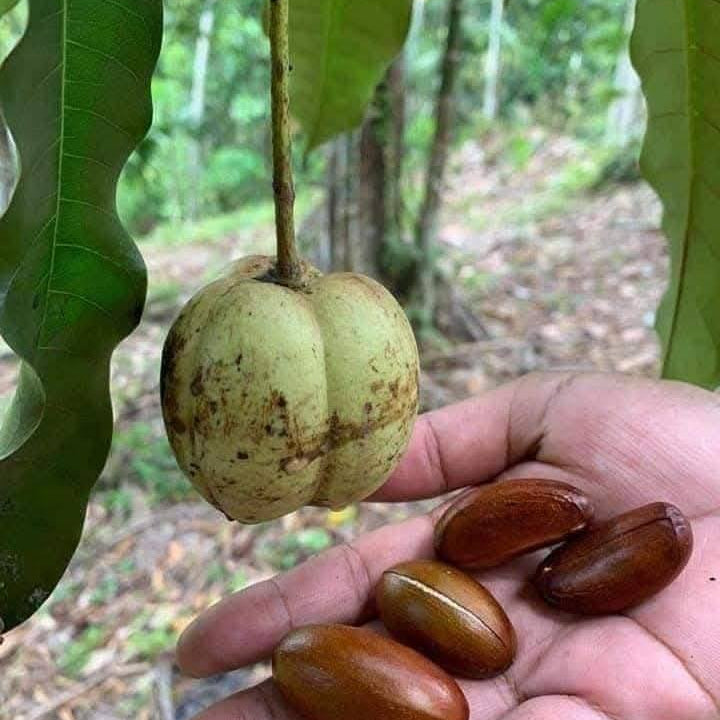 Pra Nut Live Plant (Pra-krua Nut)