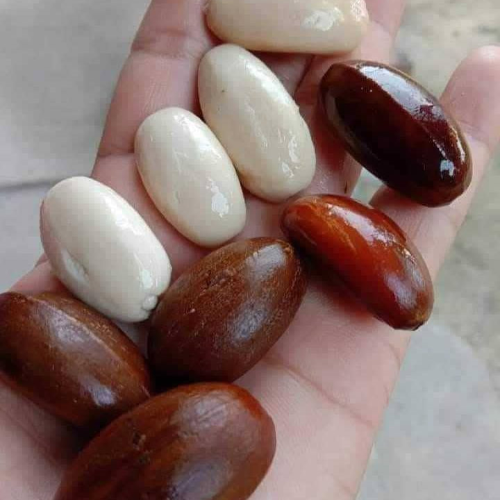 Pra Nut Live Plant (Pra-krua Nut)