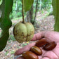 Pra Nut Live Plant (Pra-krua Nut)