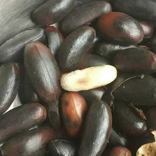 Pra Nut Live Plant (Pra-krua Nut)