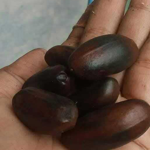 Pra Nut Live Plant (Pra-krua Nut)