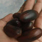 Pra Nut Live Plant (Pra-krua Nut)
