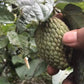 Araticum de cipo Fruit plant (Annona sp Amazonas)