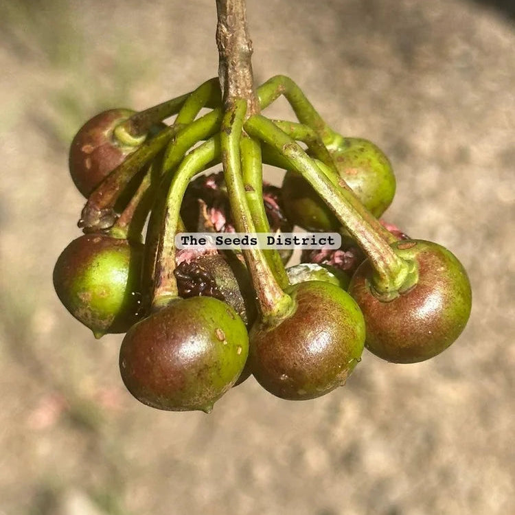 Pink fruiting Marcgravia Live Plant (Marcgraviastrum cuneifolium)