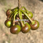 Pink fruiting Marcgravia Live Plant (Marcgraviastrum cuneifolium)