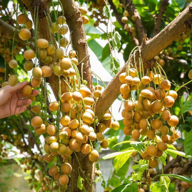 Burmese Grape Fruit Plants (Baccaurea ramiflora)