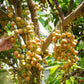 Burmese Grape Fruit Plants (Baccaurea ramiflora)