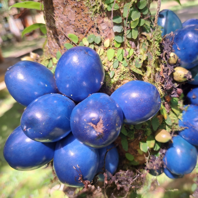 Pseudobotrys cauliflora Live Plant