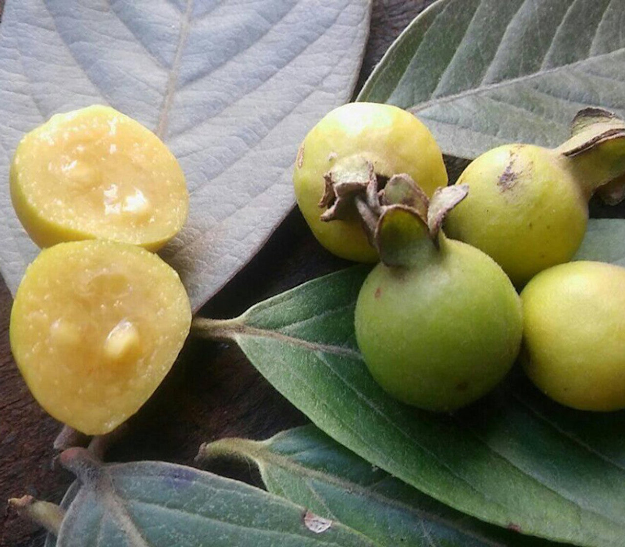 Grape Guava Live Plant (Pdium guineense)