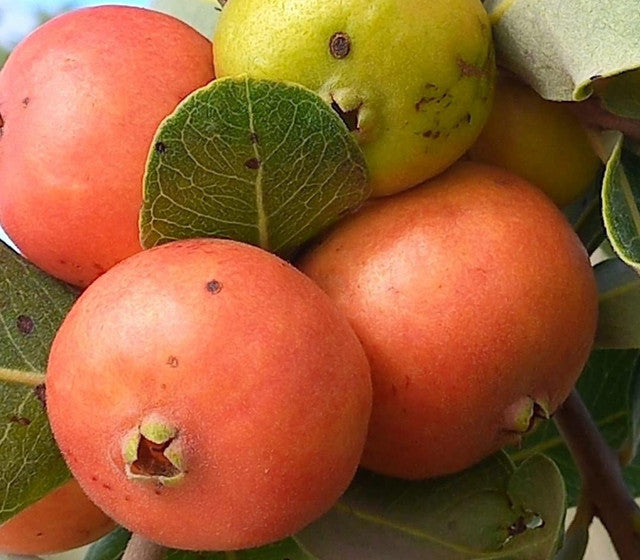 Laranja Guava Live Plant (Psidium sp Laranja)