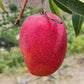 Pusa Arunima Mango Fruit Plant (Mangifera indica)