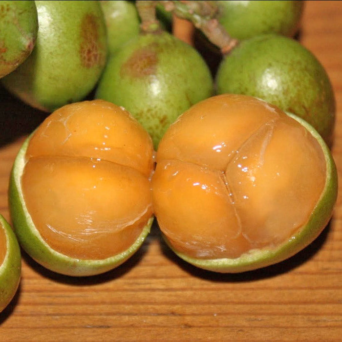Spanish Lime Fruit Plant Melicoccus Bijugatus Veliyathgardens Spanish Lime Fruit Plant Melicoccus Bijugatus Veliyathgardens