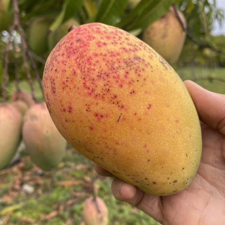 Rosigold Mango Live Plant (Mangifera indica)