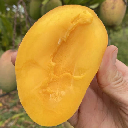 Rosigold Mango Live Plant (Mangifera indica)