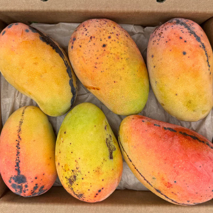 Rosigold Mango Live Plant (Mangifera indica)