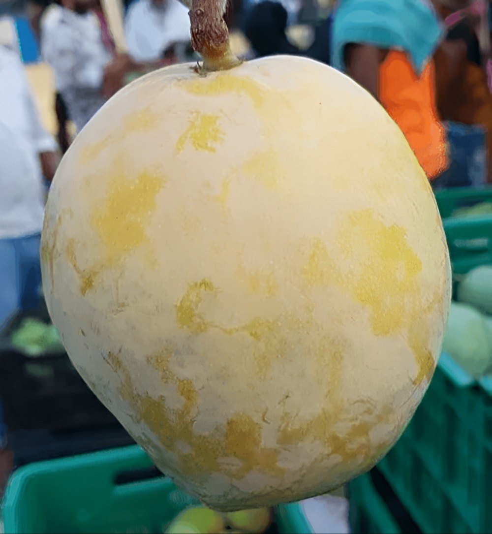 Rajapuri Mango Live Plant (Mangifera indica)