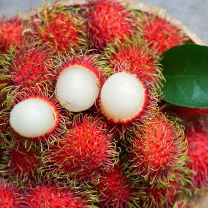 Rambutan Binjai Live Plants