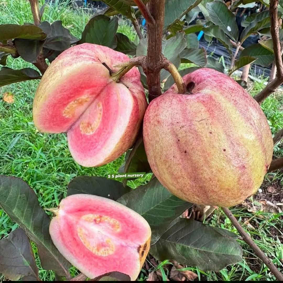 Red Dragon Guava Fruit Plant (Psidium guavaja)