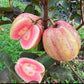 Red Dragon Guava Fruit Plant (Psidium guavaja)