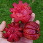 Red Garcinia (Garcinia Cambogia) Live Plants