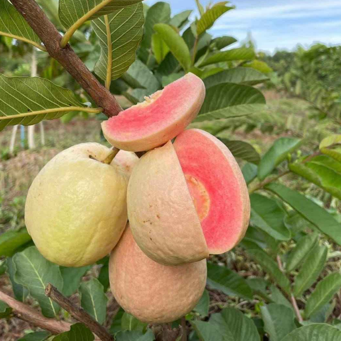 Red King Guava Fruit Plant (Psidium guajava)