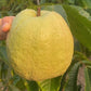 Red King Guava Fruit Plant (Psidium guajava)