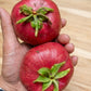 Red Sapote (Timonius Minahassae) Live Plants