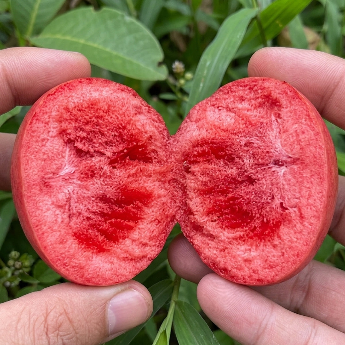 Red Sapote (Timonius Minahassae) Live Plants