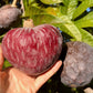 Tropical Red Cherimoya Fruit Plant (Annona reticulata)