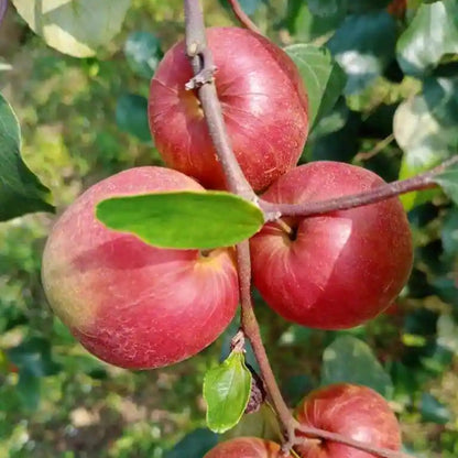 Ber Apple Red Fruit Plants (Ziziphus Mauritiana)