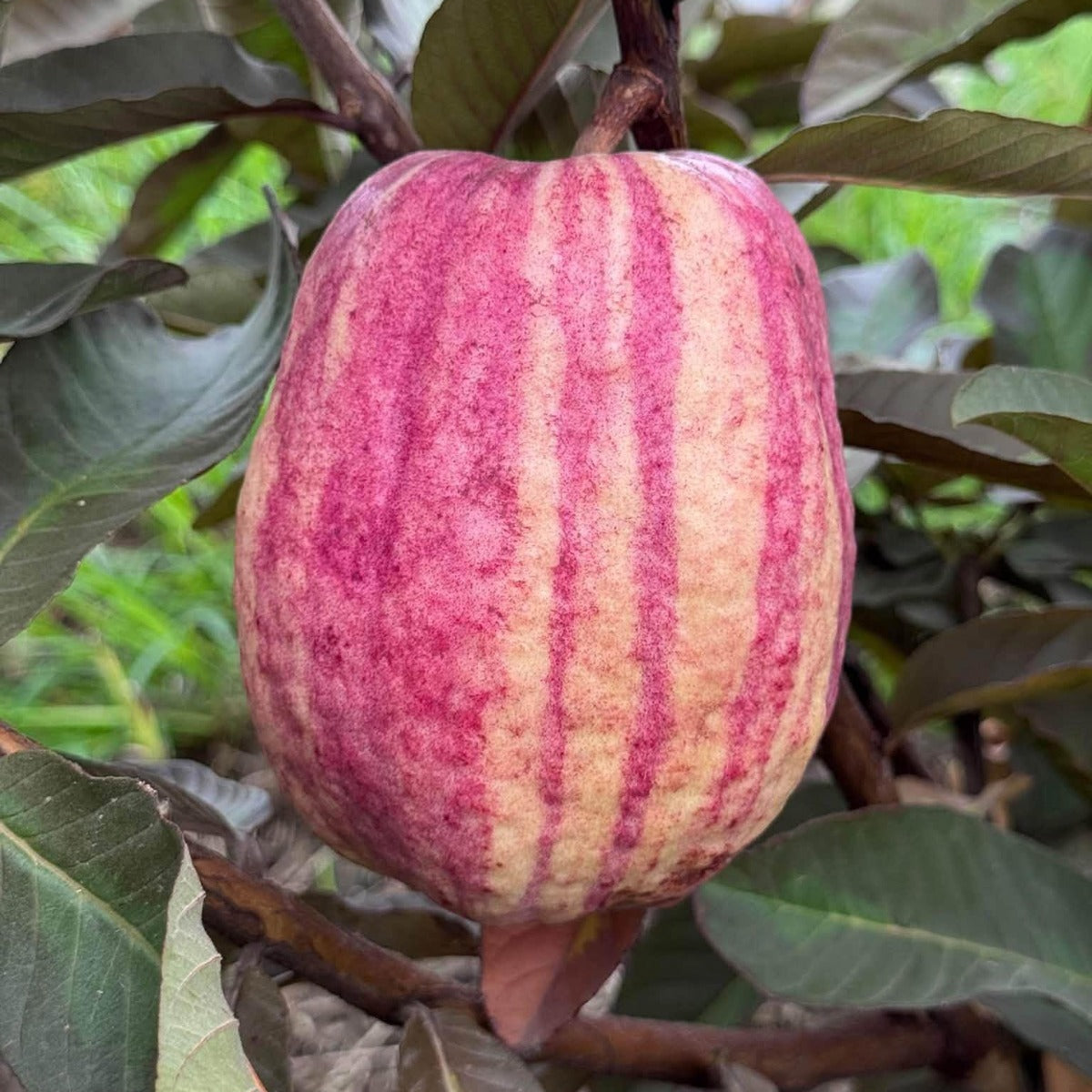 Red Dragon Guava Fruit Plant (Psidium guavaja)