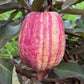 Red Dragon Guava Fruit Plant (Psidium guavaja)