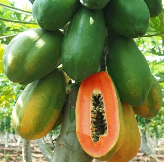 Red lady Papaya Live Plant (Carica papaya f1 hybrid Red Lady )