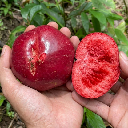 Red Sapote (Timonius Minahassae) Live Plants